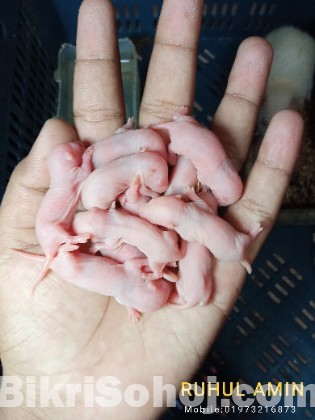 বিলাতি ইঁদুর